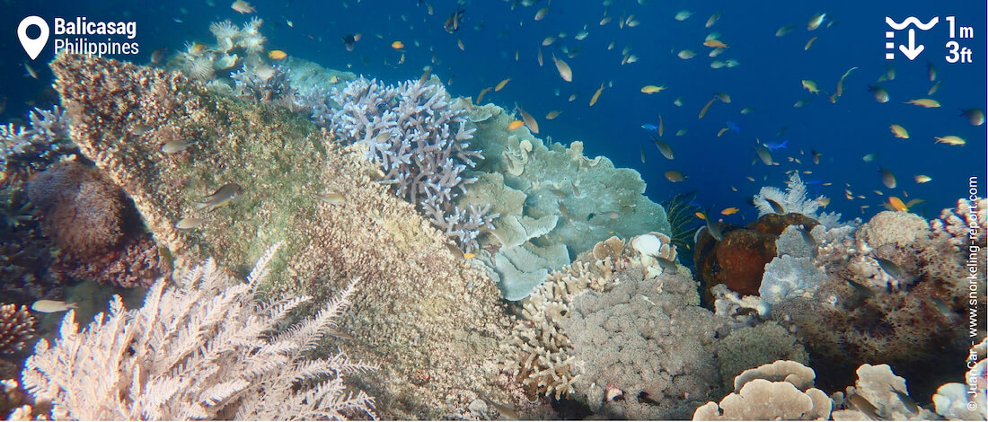 Le tombant récifal de l'île de Balicasag