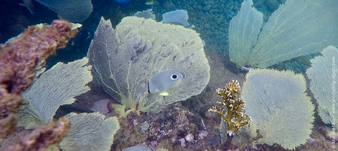 Coral reef at Anse Chastanet