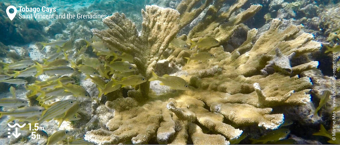 Coral and grunt in the Tobago Cays