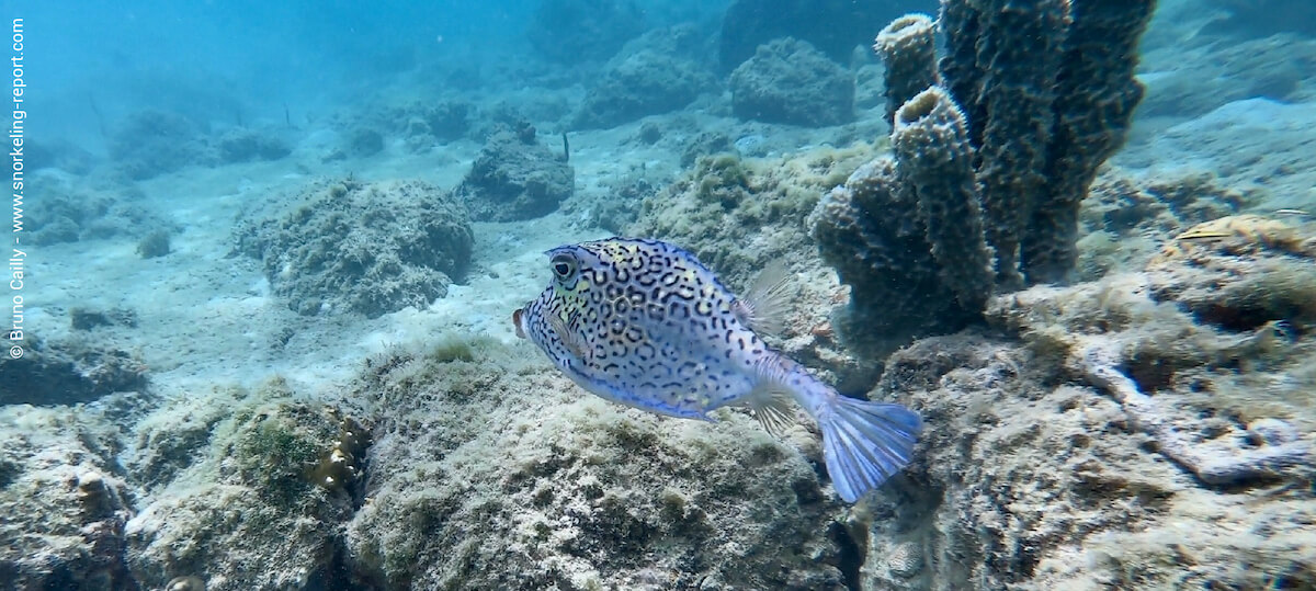 Cowfish in Chatham Bay