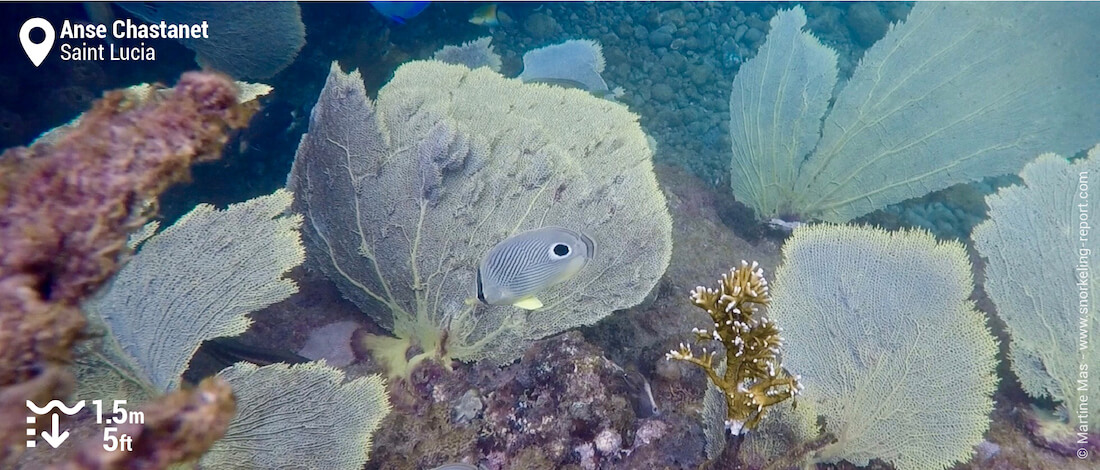 Four eyes butterflyfish at Anse Chastanet