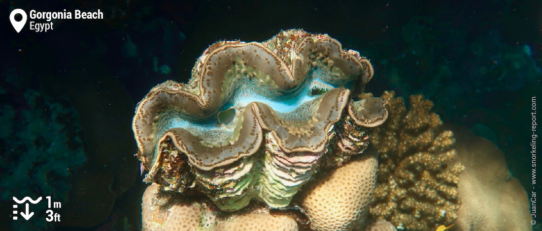 Giant clam on Gorgonia Beach Resort house reef