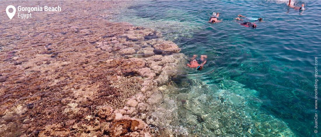 Gorgonia Beach house reef snorkeling