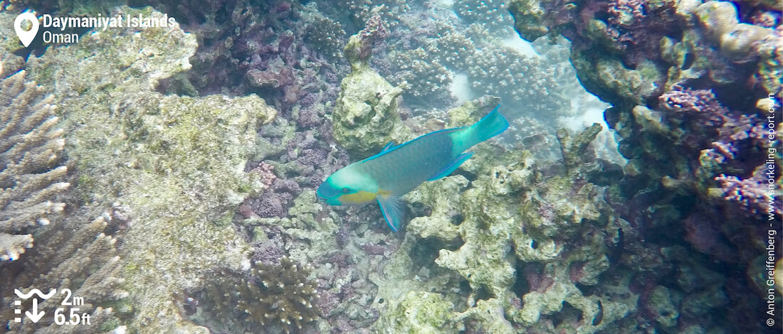 Poisson-perroquet vert aux îles Daymaniyat