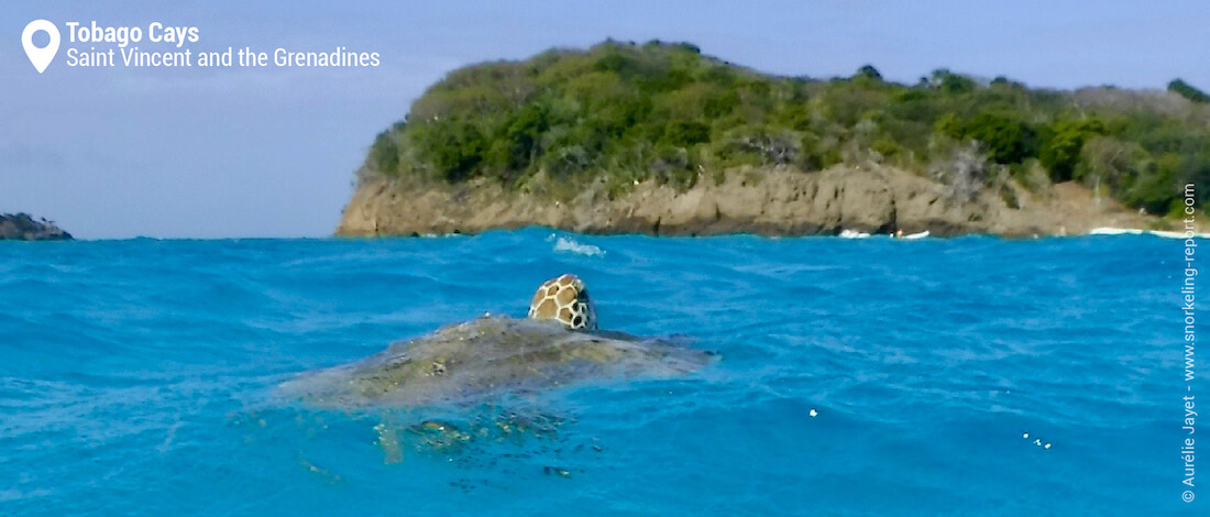 A green sea turtle in the Tobago Cays