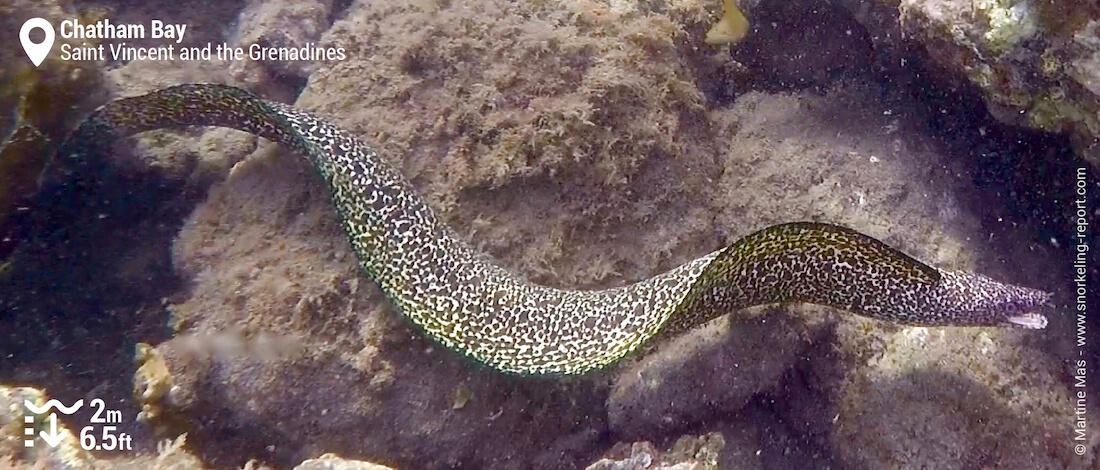 Spotted moray eel in Chatham Bay