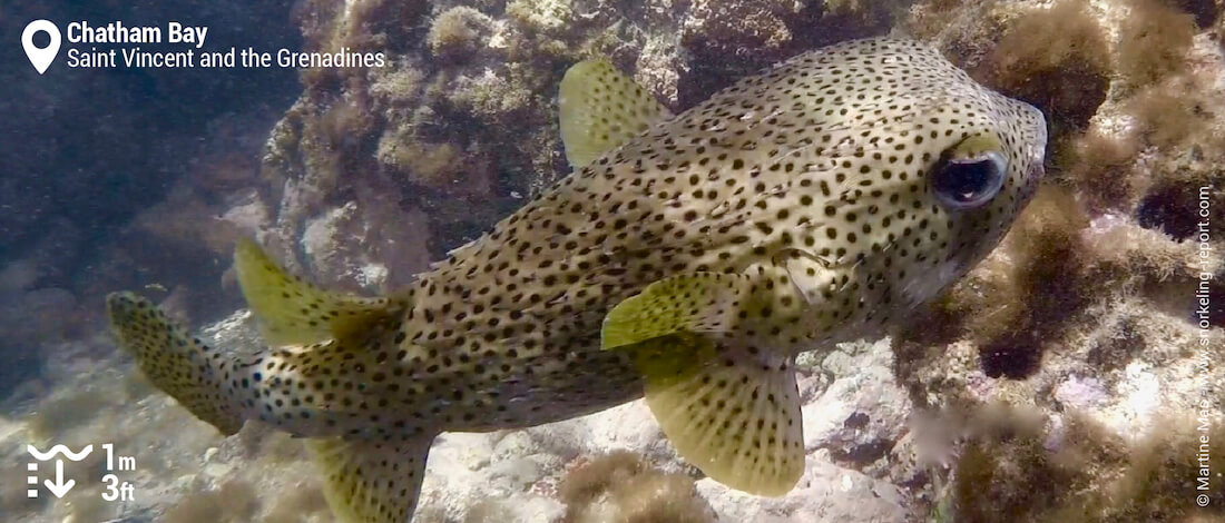 Porcupinefish in Union Island