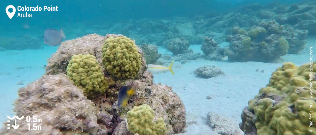 Récif et poissons à Colorado Point, Aruba