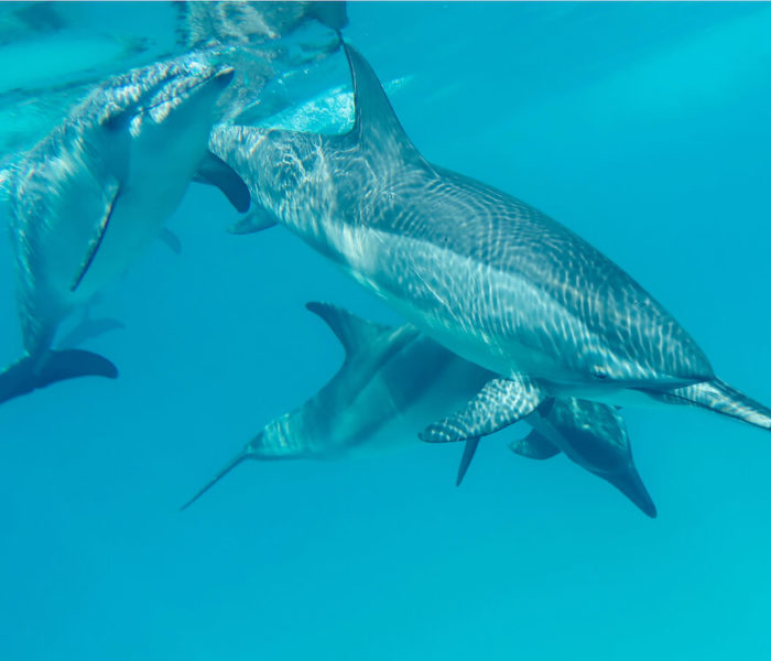Sataya Reef