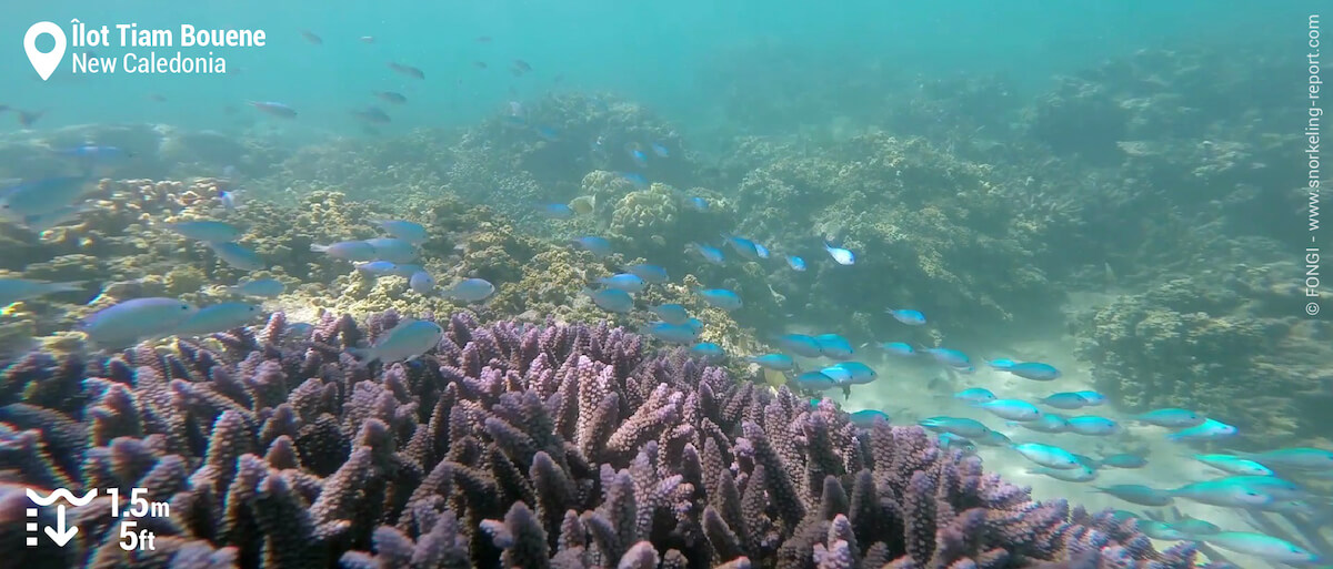 Green chromis in branching coral