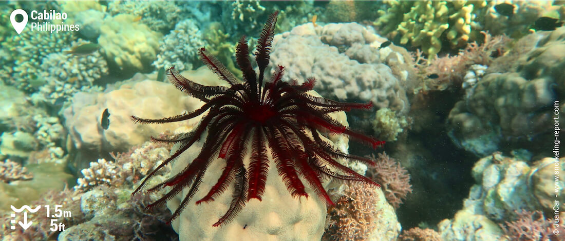 Sea lilies in Cabilao Island