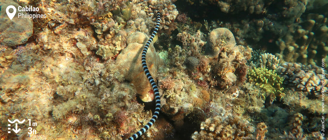 Sea snake in Cabilao Island