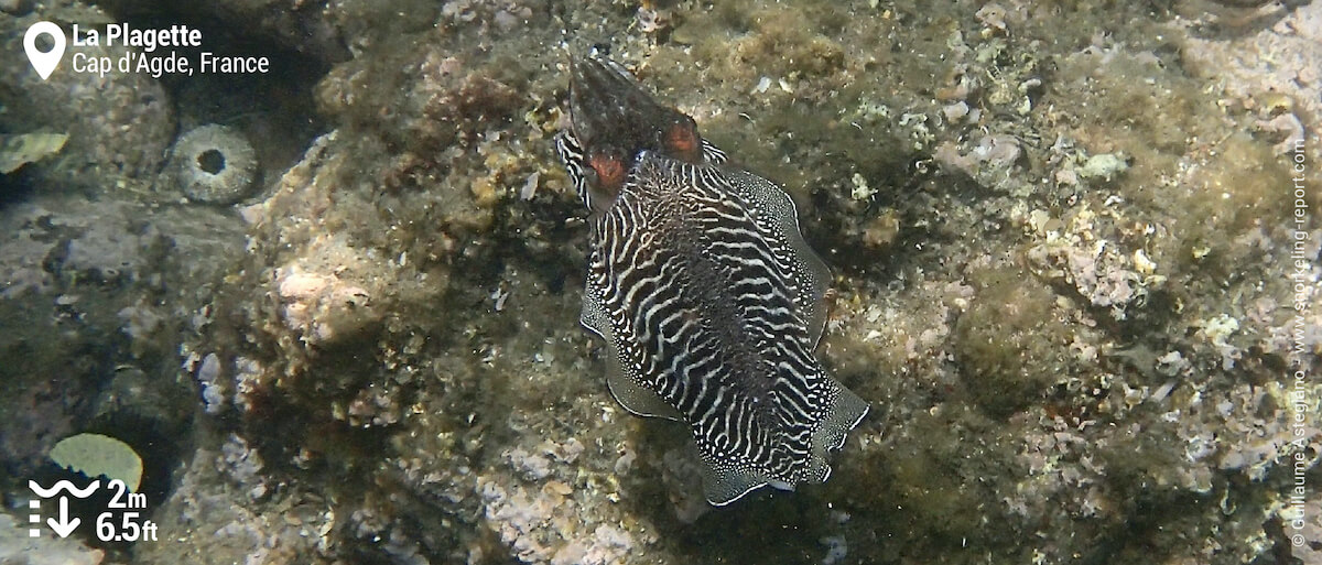 Common cuttlefish in Cap d'Agde