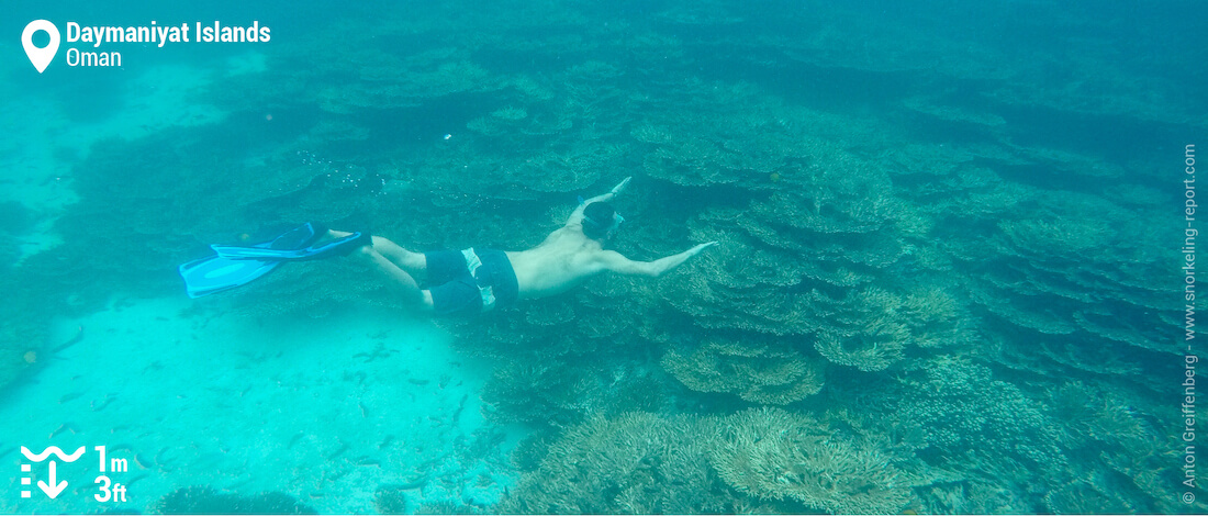 Snorkeling above Daymaniyat Islands coral reefs
