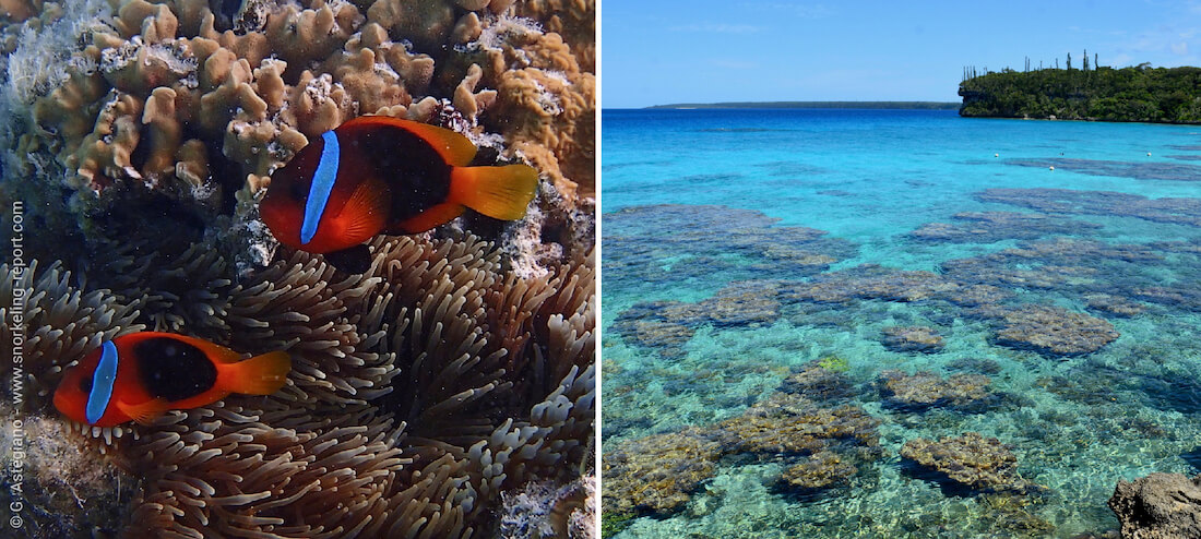 Snorkeling in New Caledonia