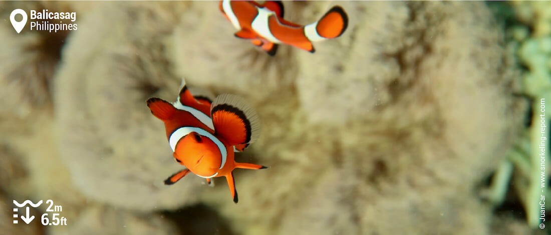 Ocellaris clownfish in Balicasag Island