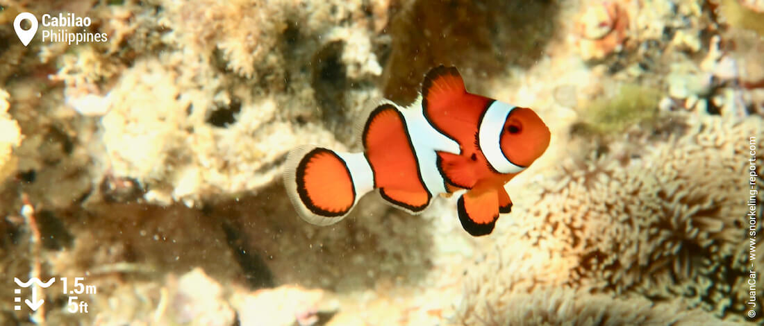 Snorkeling with ocellaris clownfish in Cabilao Island