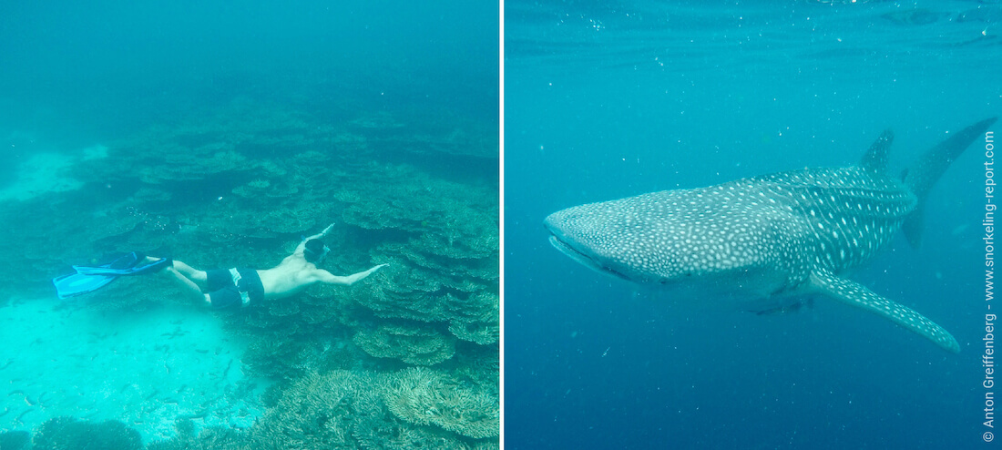 Snorkeling with whale sharks in Oman