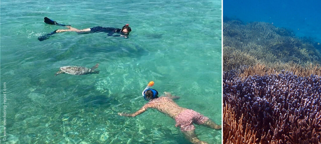 Snorkeling Phare Amédée