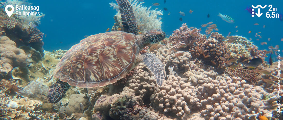 Snorkeling avec des tortues vertes à Balicasag