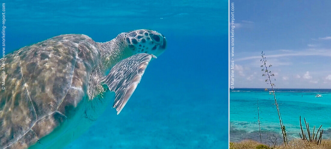 Snorkeling with sea turtles in the Tobago Cays