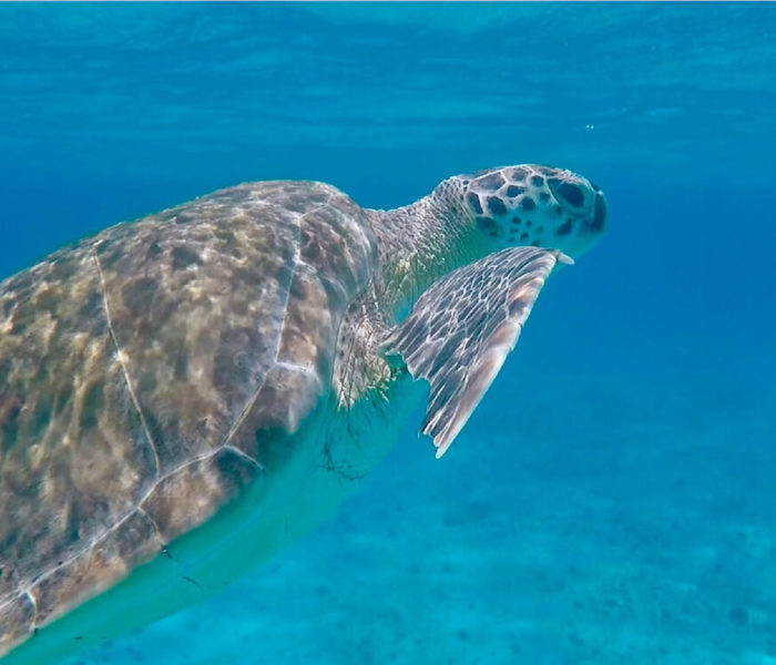 Tobago Cays