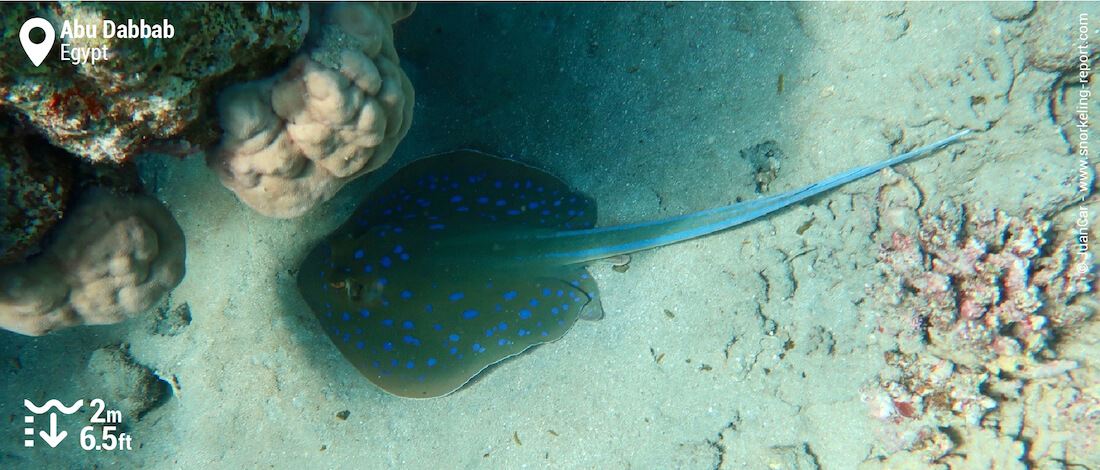 Snorkeling with blue spotted stingray at Abu Dabbab