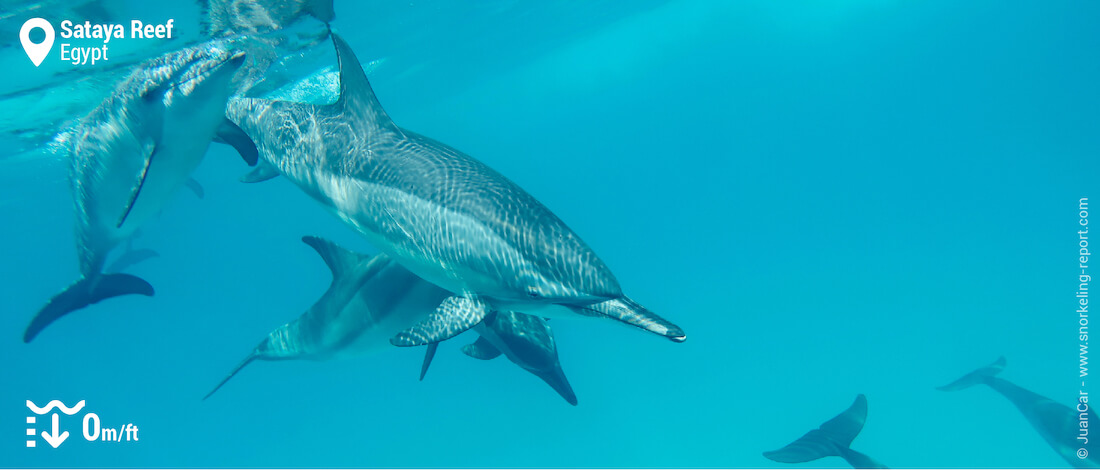 Swim with dolphins in the wild at Snorkeling with dolphins at Sataya Reef