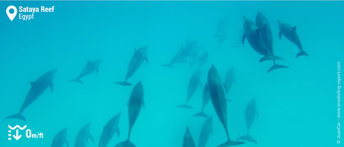 Snorkeling with dolphins at Sataya Reef