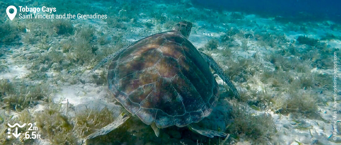 Snorkeling with sea turtles in Baradal, Tobago Cays