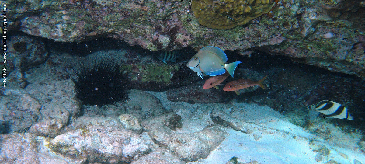 Underwater life in Palm Island