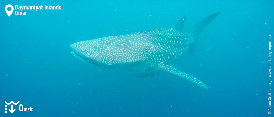 Swimming with whale shark in the Daymaniyat Islands