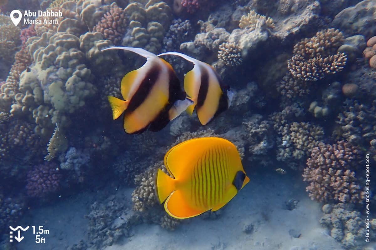 Bluecheek butterflyfish and bannerfish in Abu Dabbab