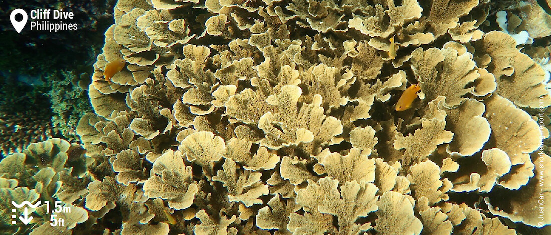Leafy coral at Cliff Dive
