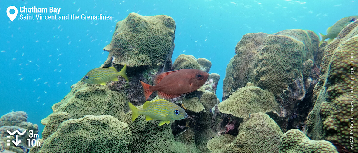 Coral reef at Chatham Bay