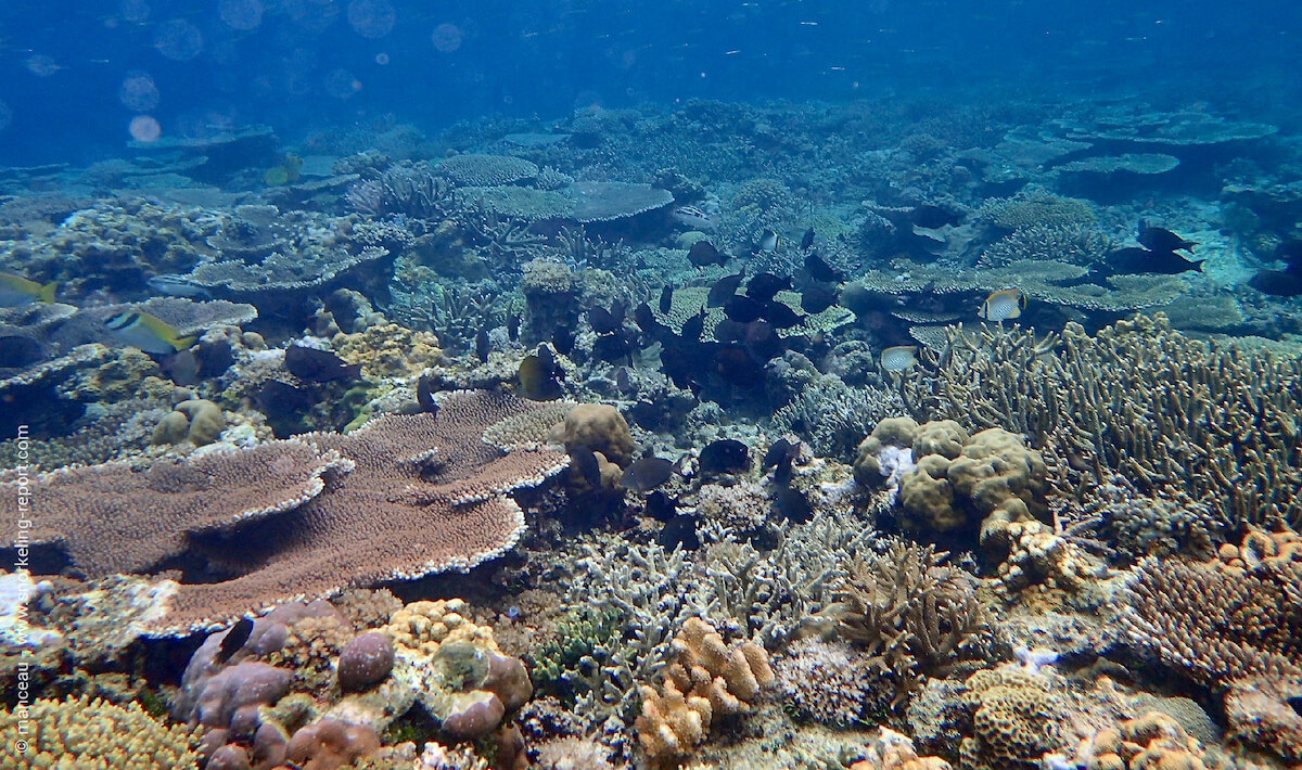 Coral reef at El Nido