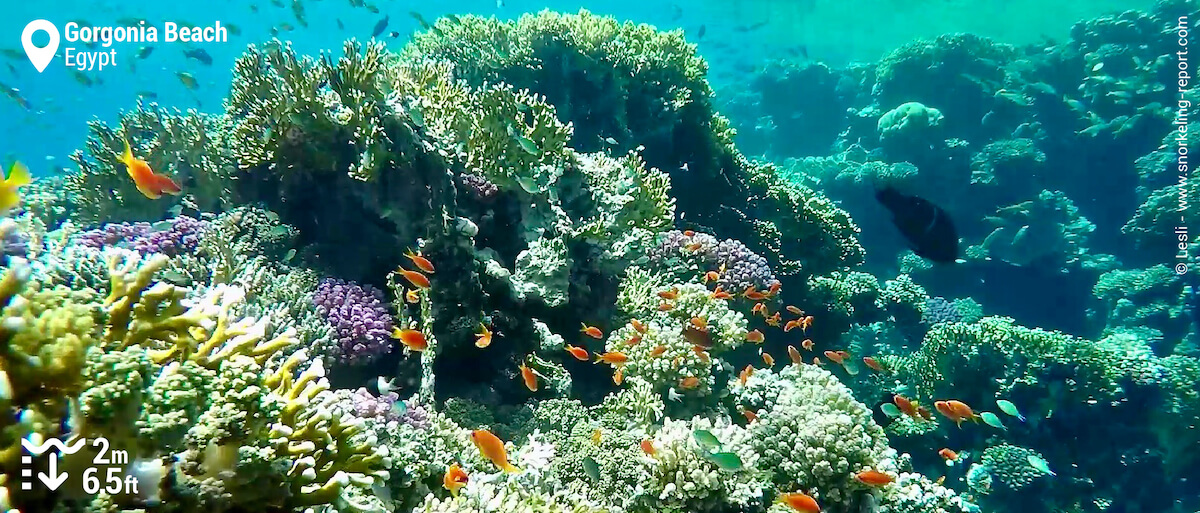 Gorgonia Beach south reef