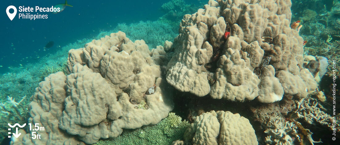 Coral reef at Siete Pecados