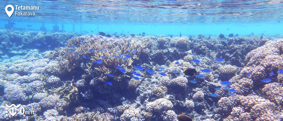 A view of the shallow flats near the pontoon.