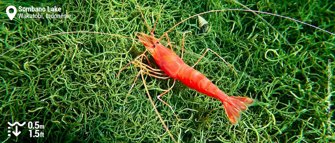 Crevette rouge à Sombano Lake, Wakatobi