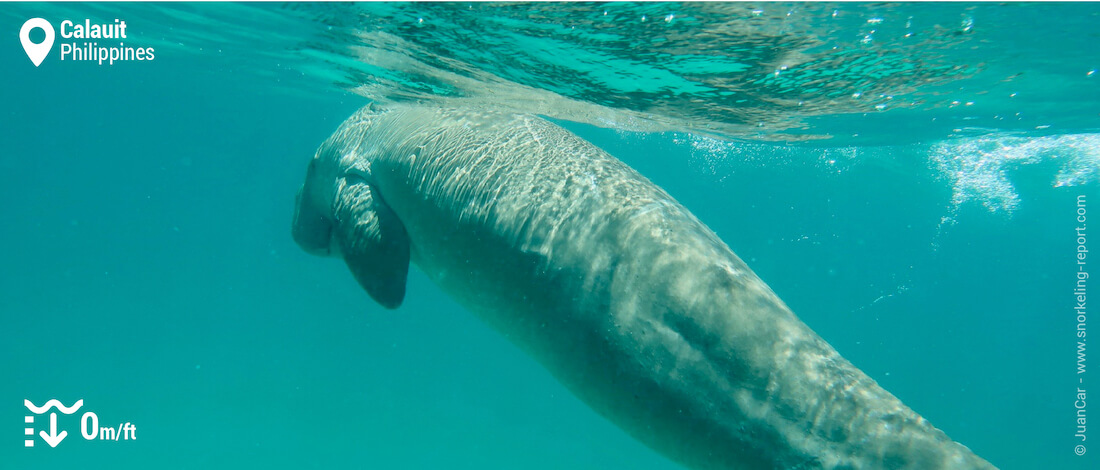 Dugong à la surface de l'eau à Calauit