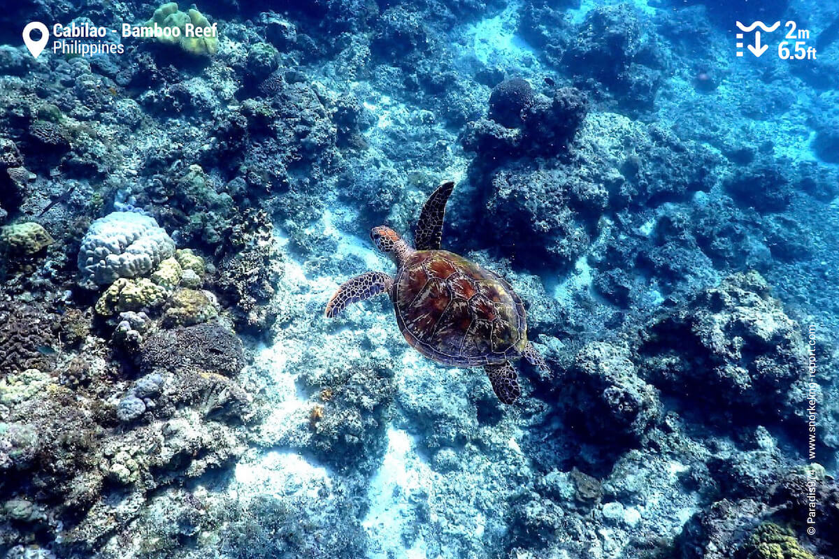 Green sea turtle in Cabilao