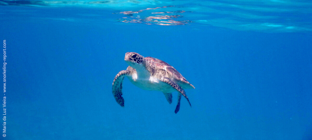 Green sea turtle in Fiji