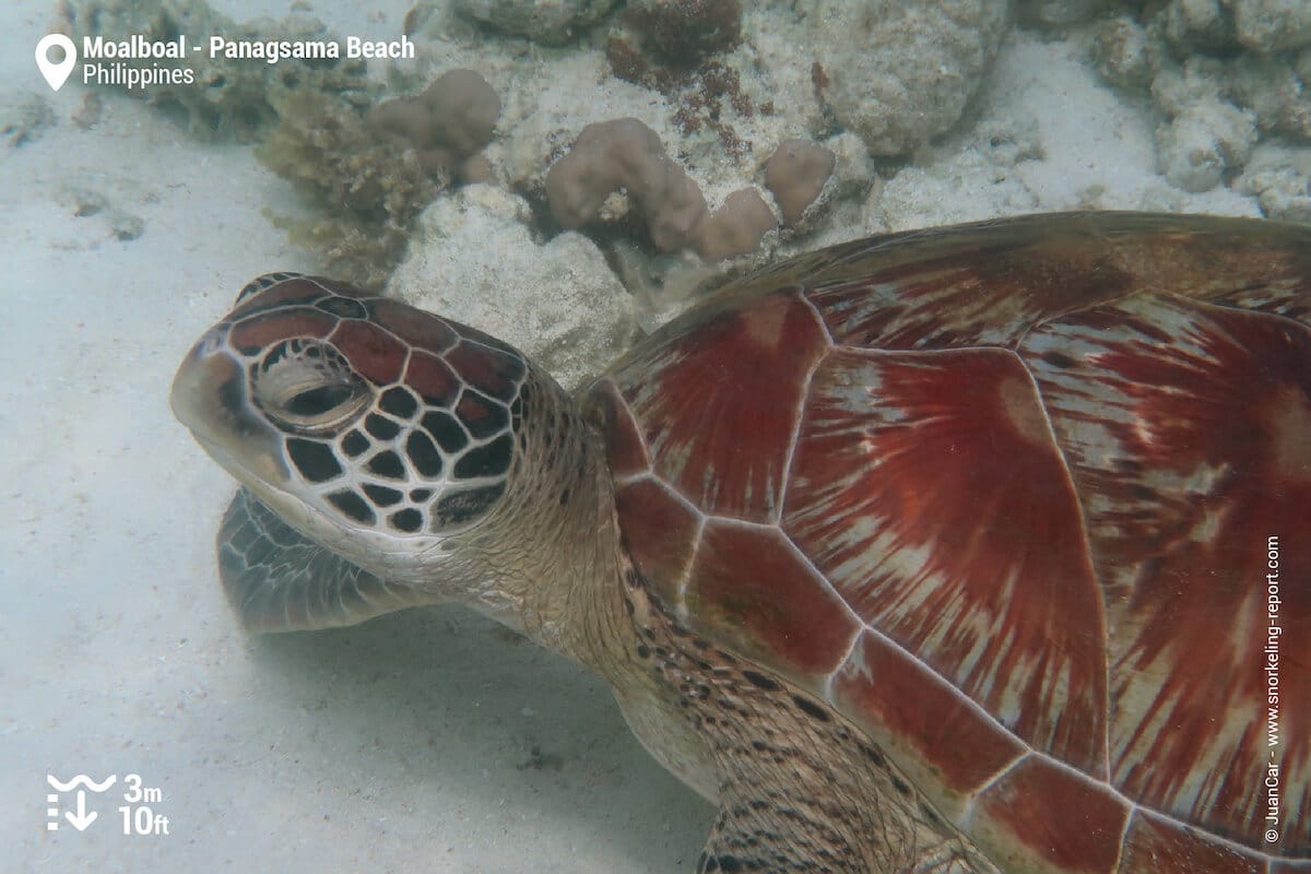 Green sea turtle in Panagsama Beach/Moalboal