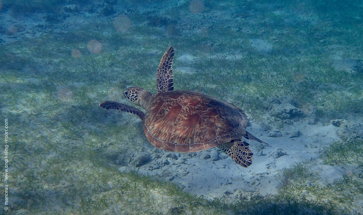 Green sea turtle in Palawan