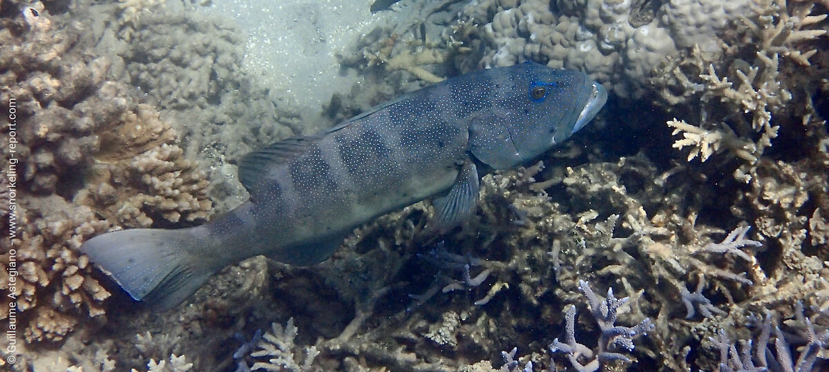 Loche à l'Ilot Canard, Nouméa