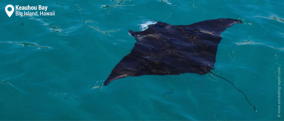 Manta ray at the surface of the sea in Keauhou Bay