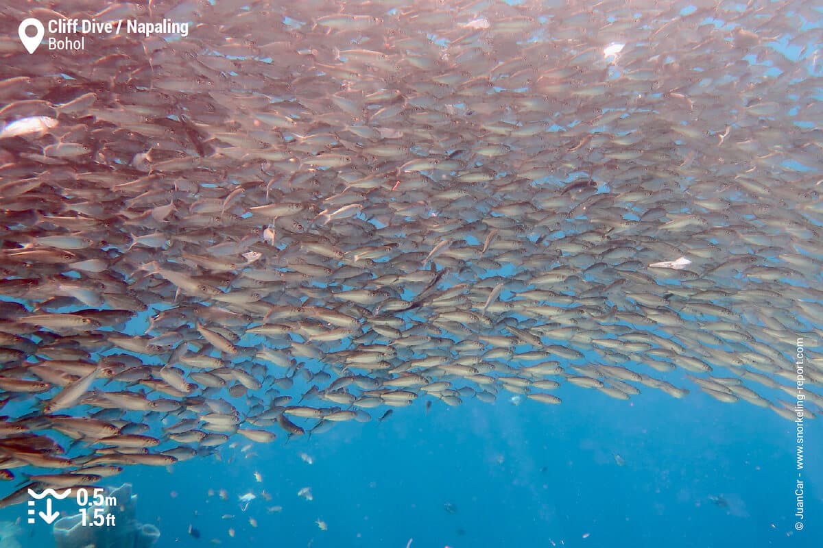 A massive school of sardines at Napaling.