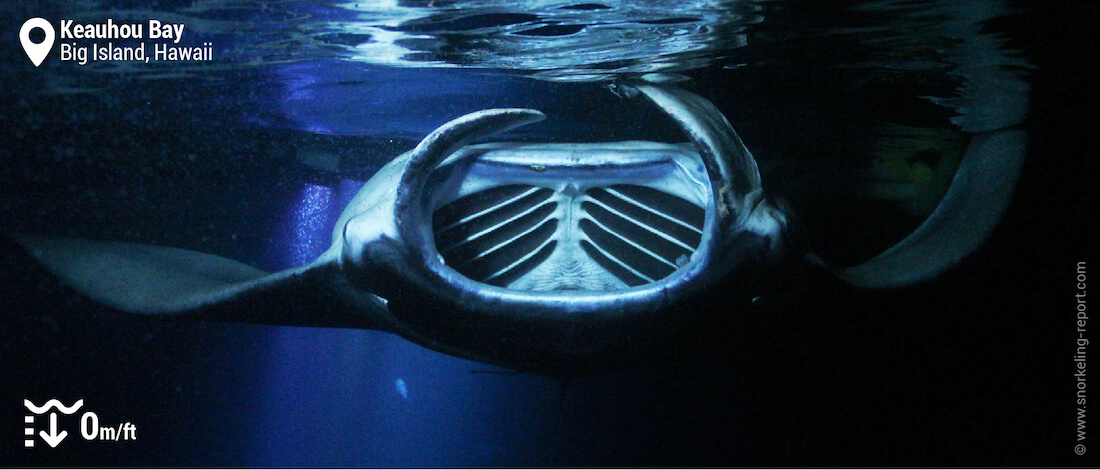 Night snorkeling with manta rays at Keaulou Bay