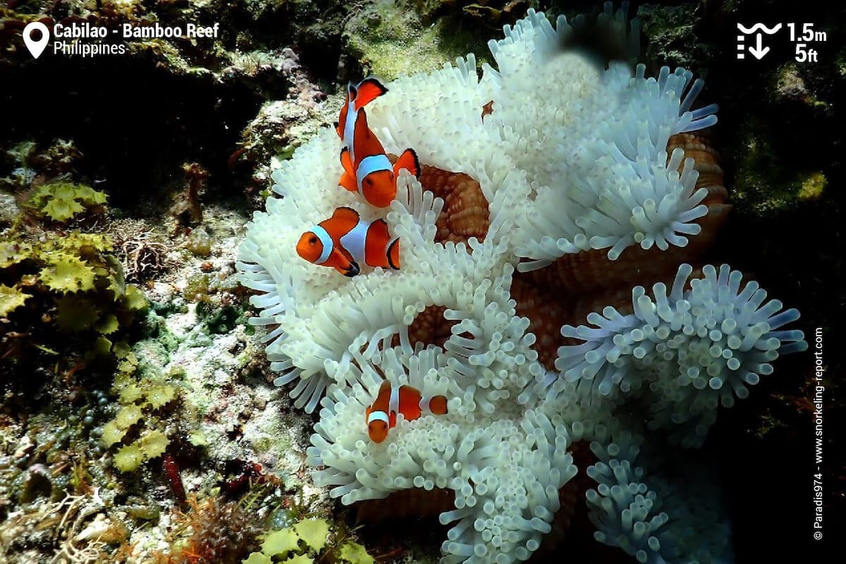 Ocellaris anemonefish in Cabilao